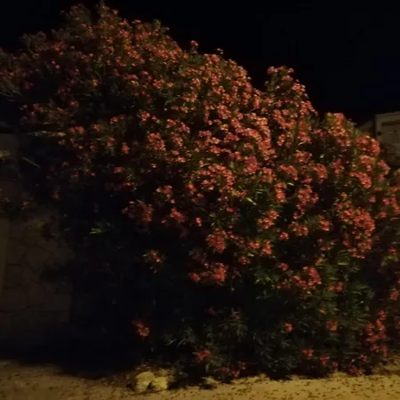 Zadar Nin Anton I Martina *